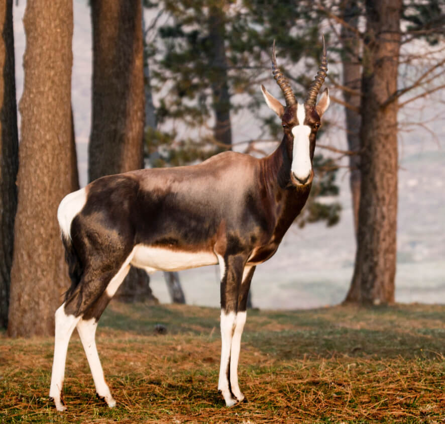 Bontebok at Vergelegen