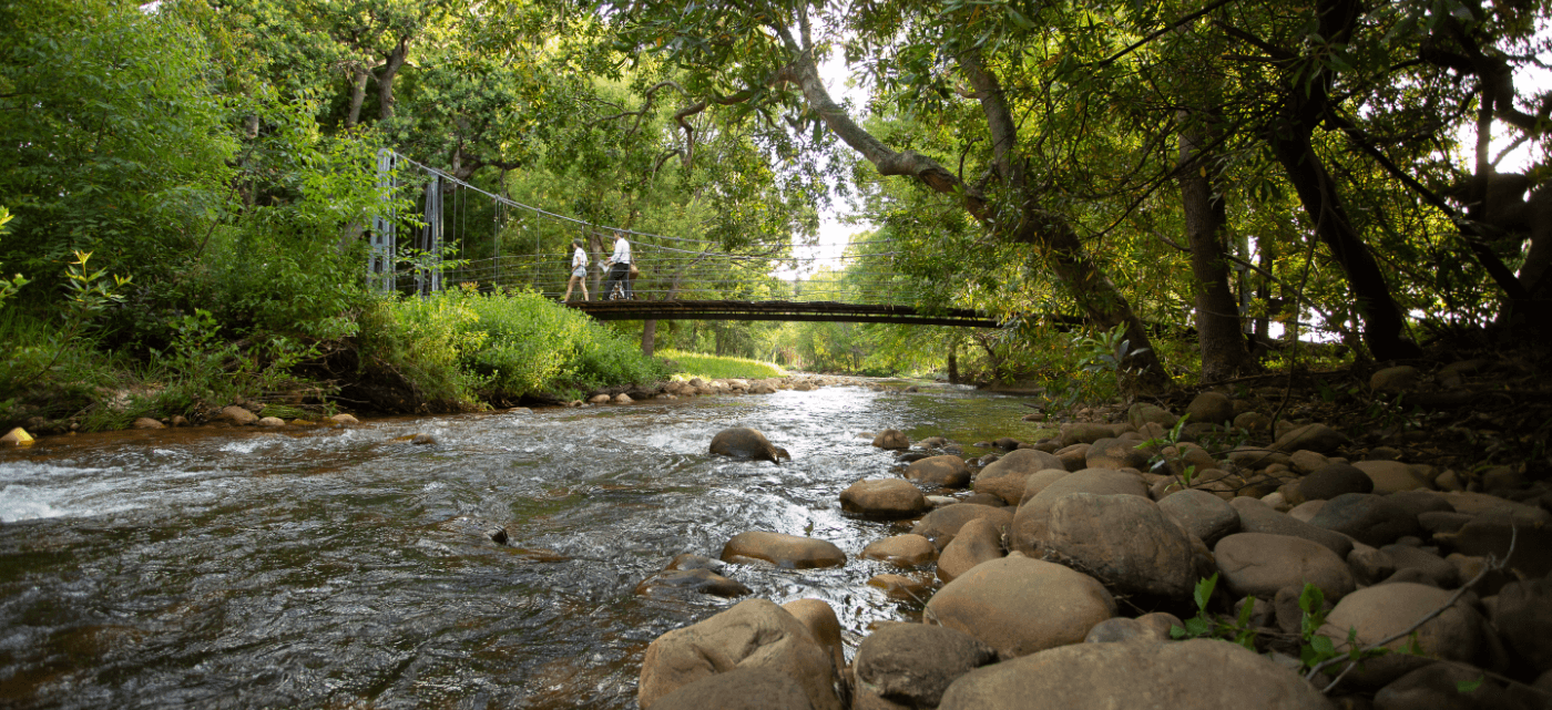 Bridge crossing over a river at Vergelegen