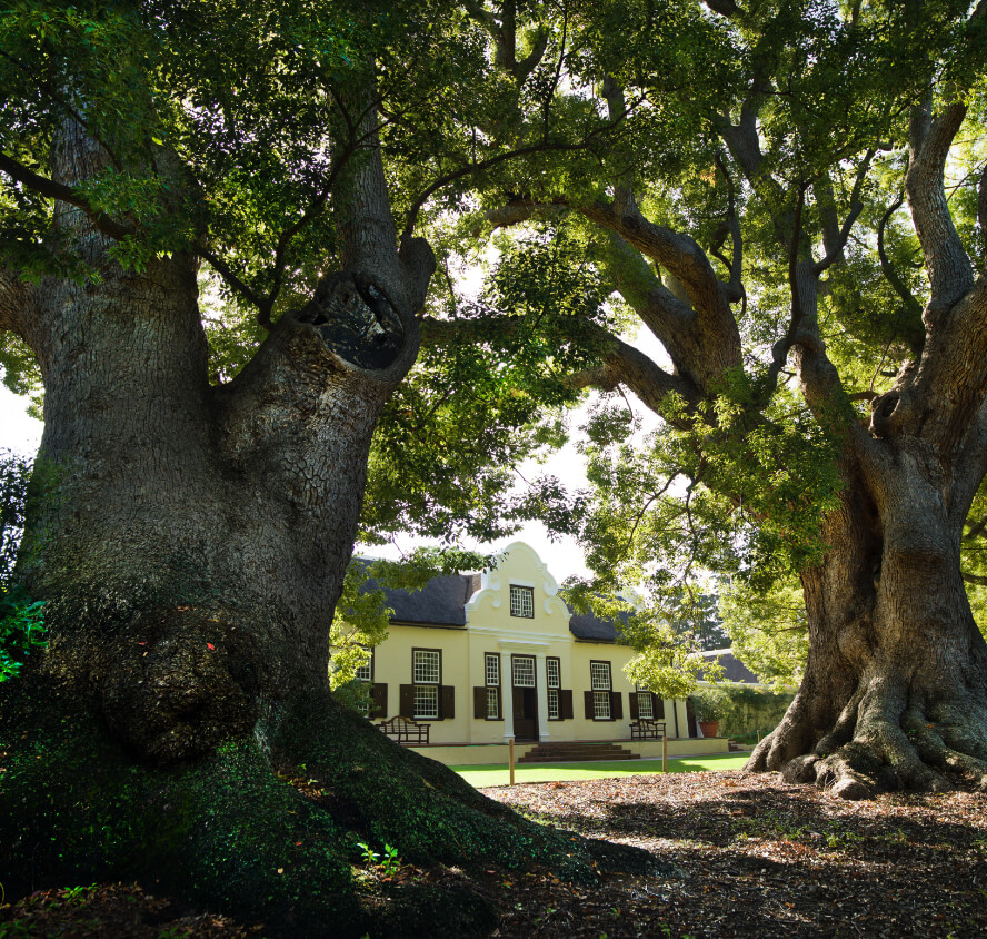 Camphor trees at Vergelegen with building in the back
