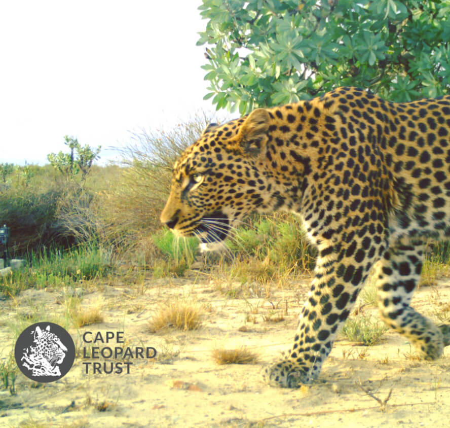 Cape Leopard Trust