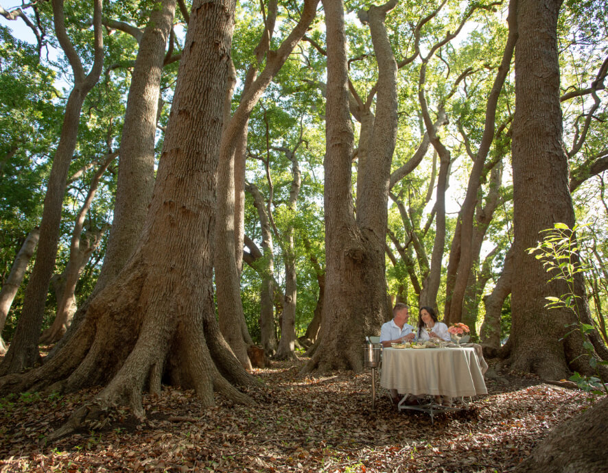 Couple having a picnic at Vergelegens forest picnic