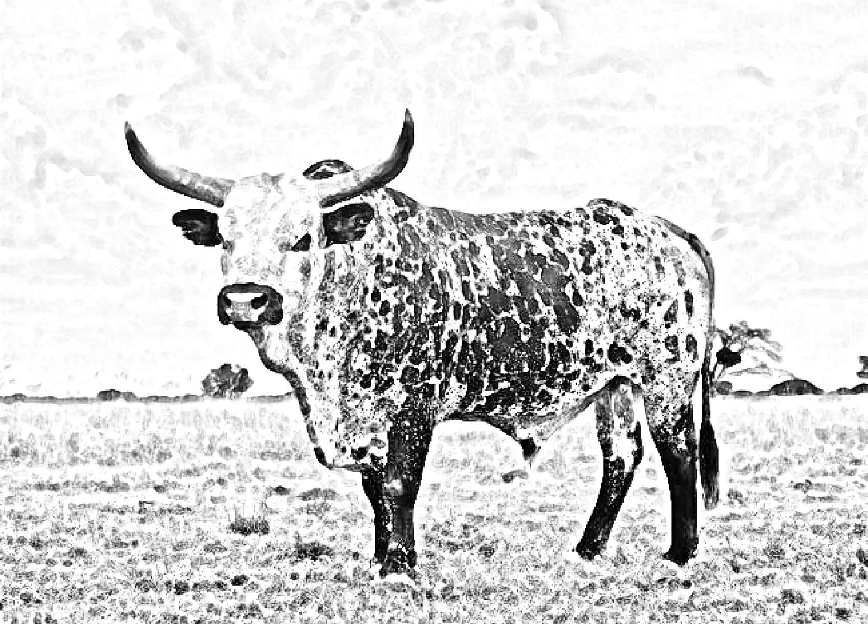 Nguni cow