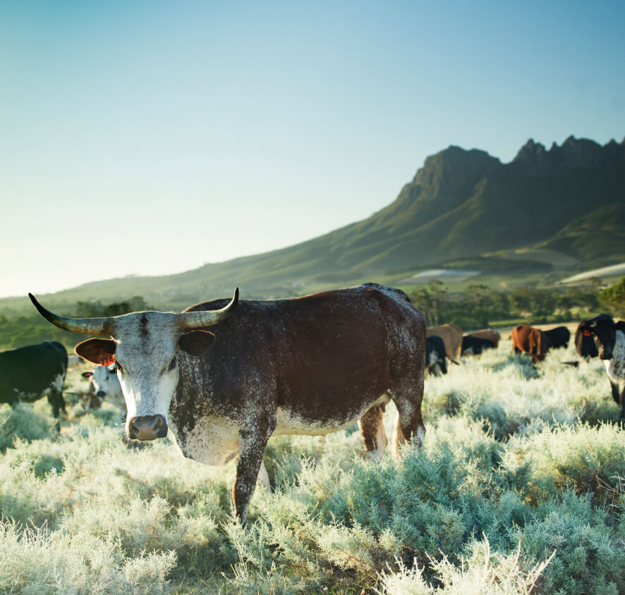 Nguni cows grazing at Vergelegen