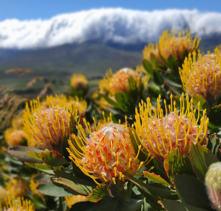 Protea flowers at Vergelegen
