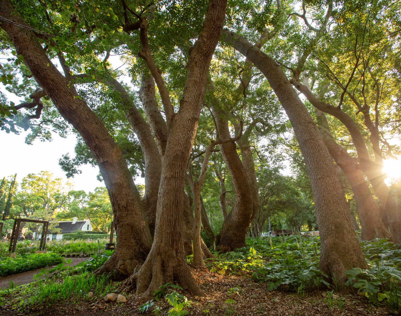 Trees at Vergelegen